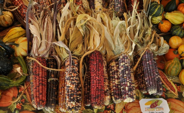 Indian Corn